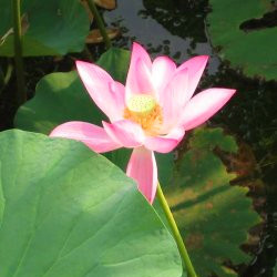 understanding the Buddha